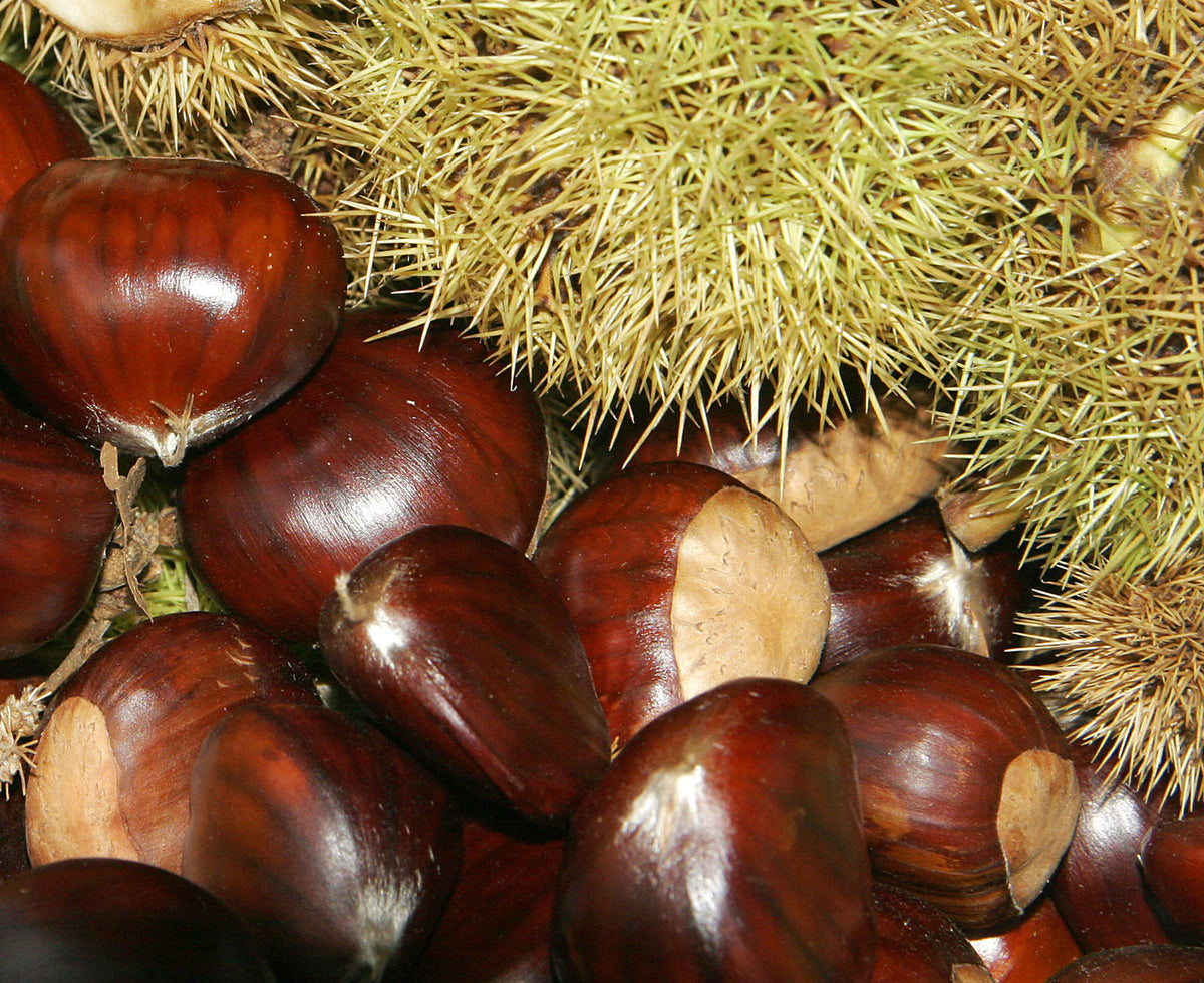 Nevada Chestnut Tree