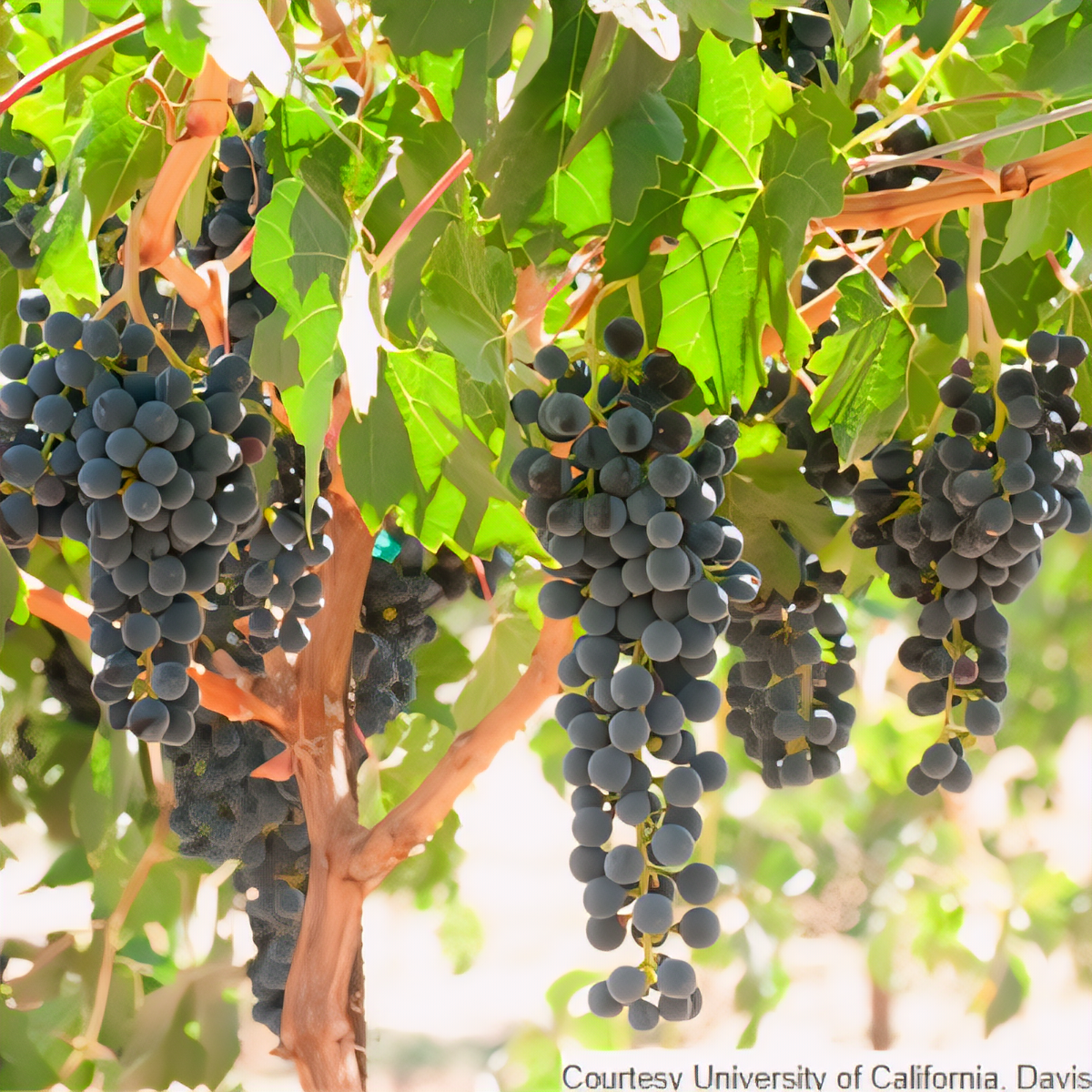 Camminare Noir Grapevine - 1