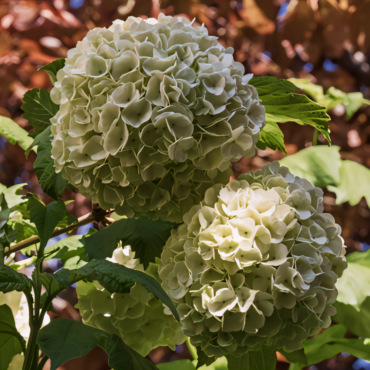 Common Snowball Viburnum - 1