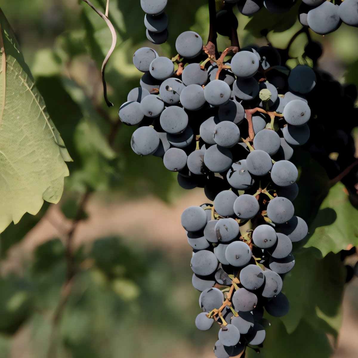 Concord Seedless Grapevine - 1