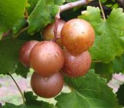 Darlene Bronze Muscadine
