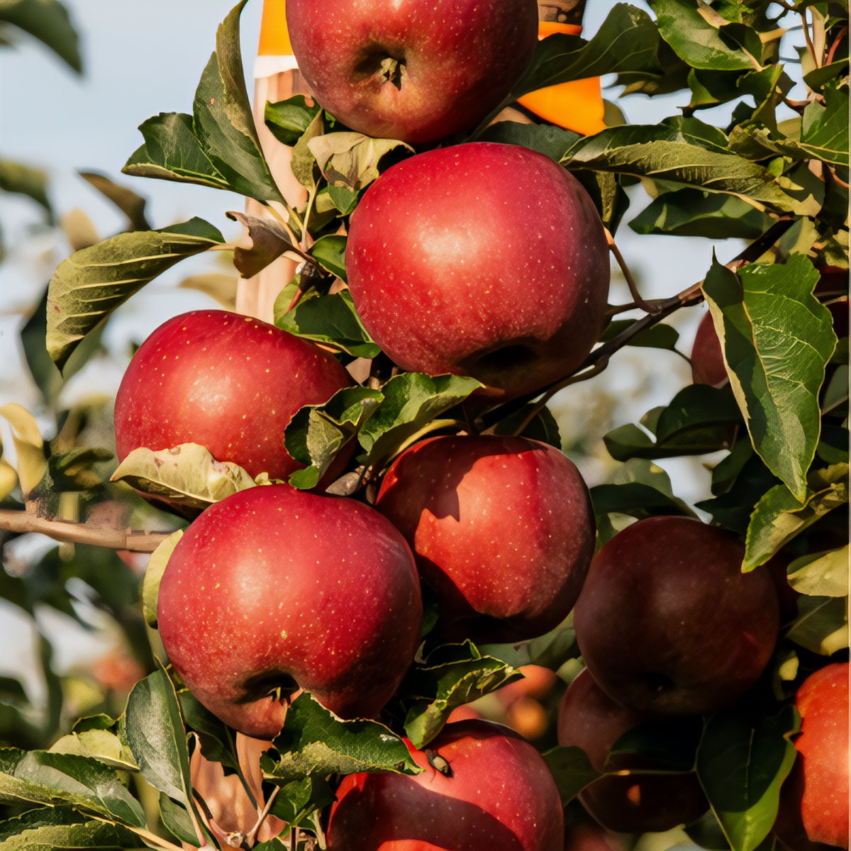 Semi-Dwarf Enterprise Apple Tree - 1
