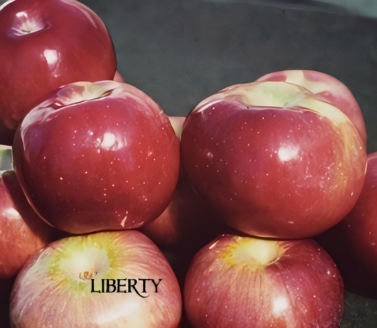 Semi-Dwarf Liberty Apple Tree - 2