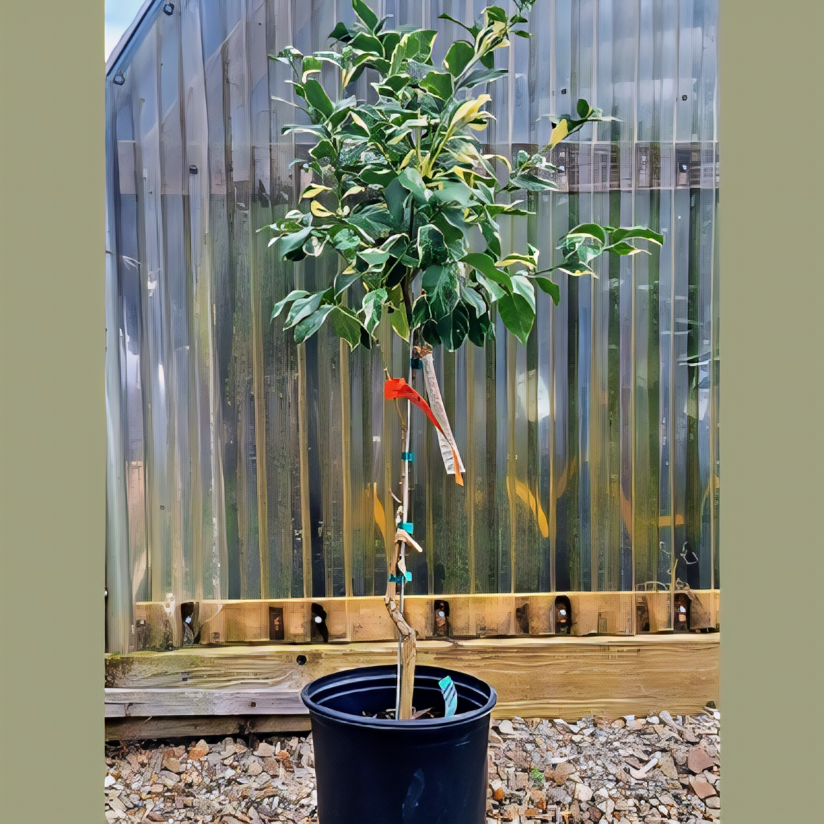 Eureka Variegated Pink Lemon Tree - 2