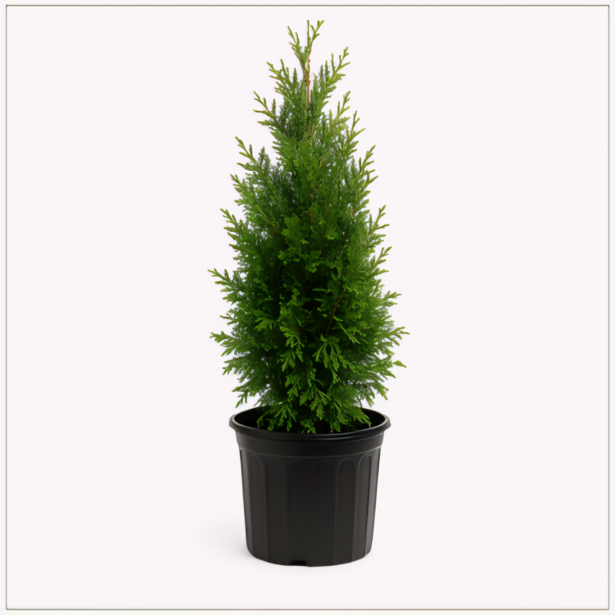 Green Giant Arborvitae - 3