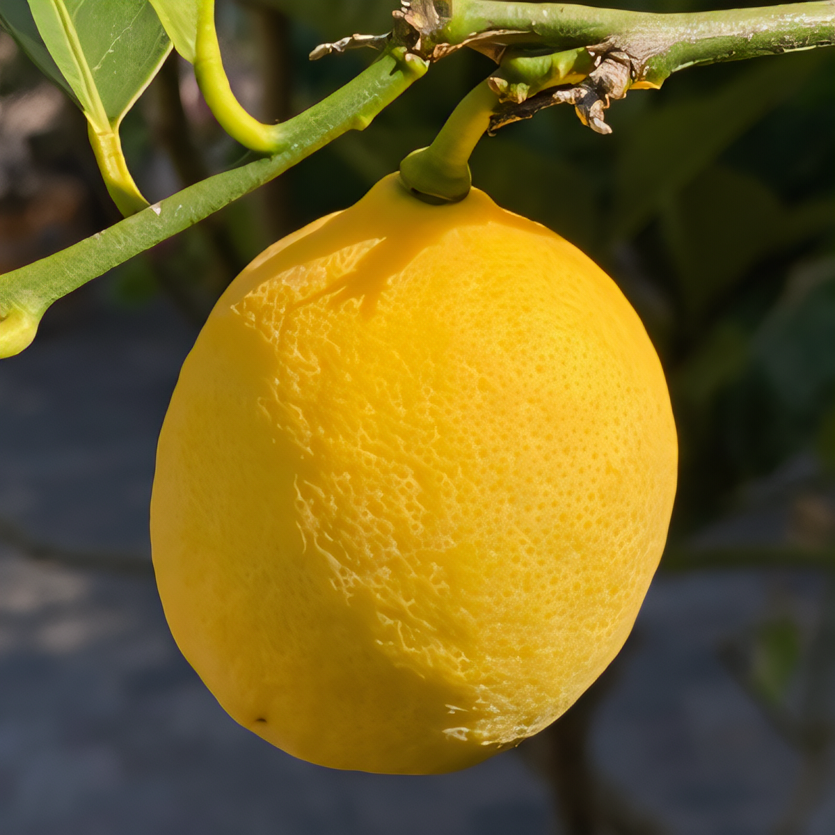 Improved Meyer Lemon Tree - 1