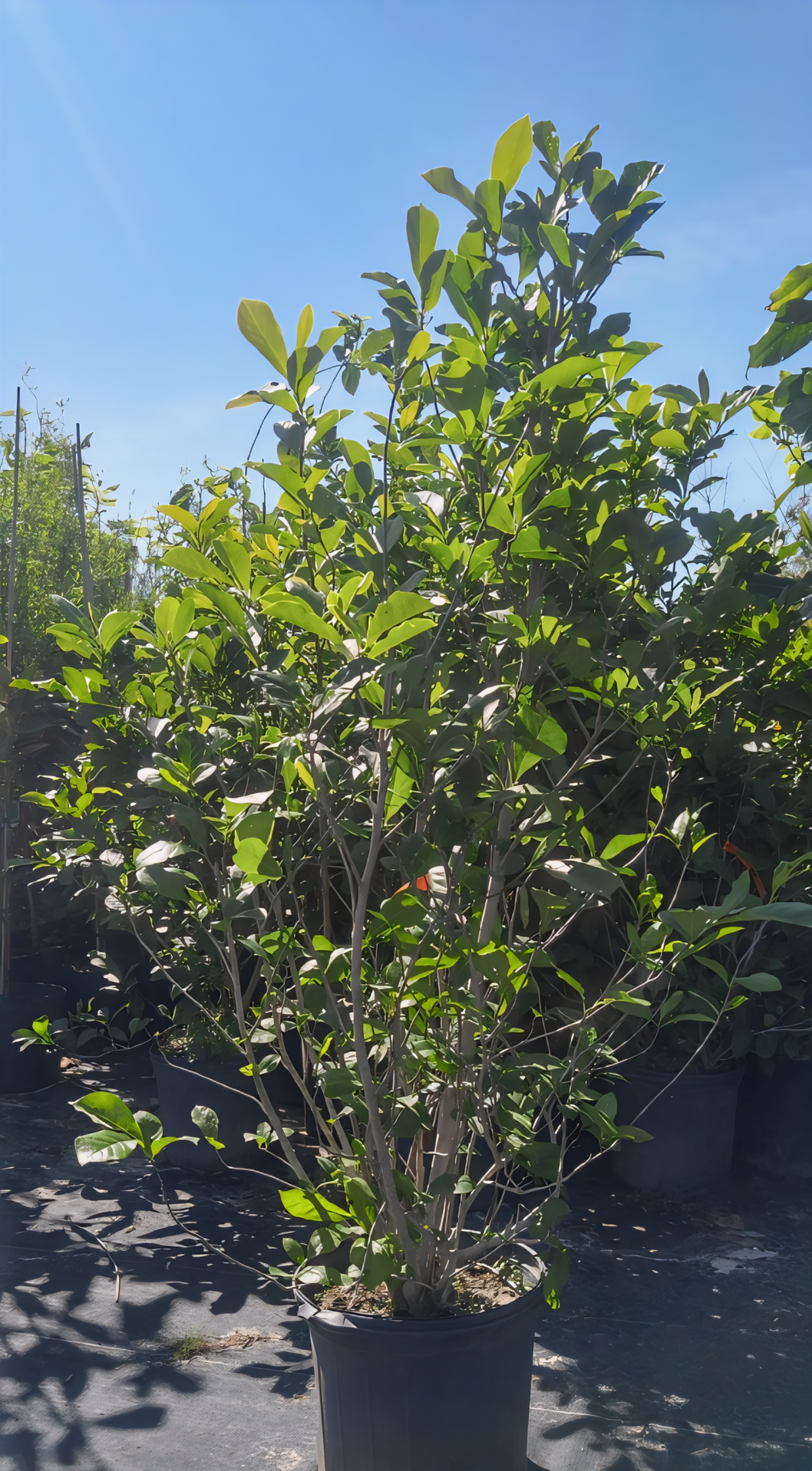 Jane Tulip Magnolia Tree - 3