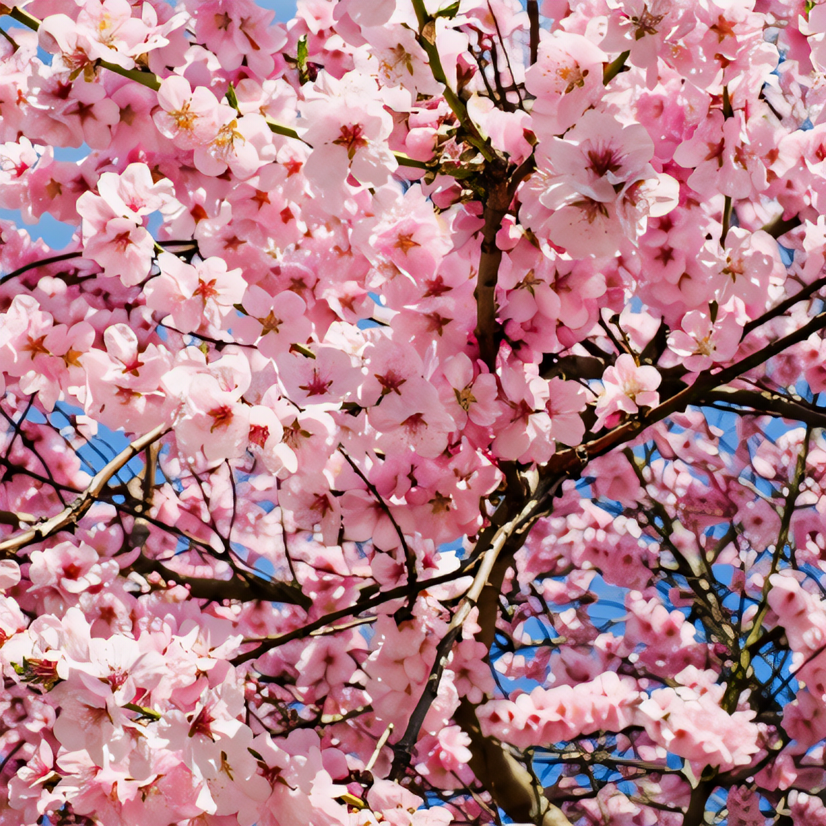 Okame Flowering Cherry Tree - 1