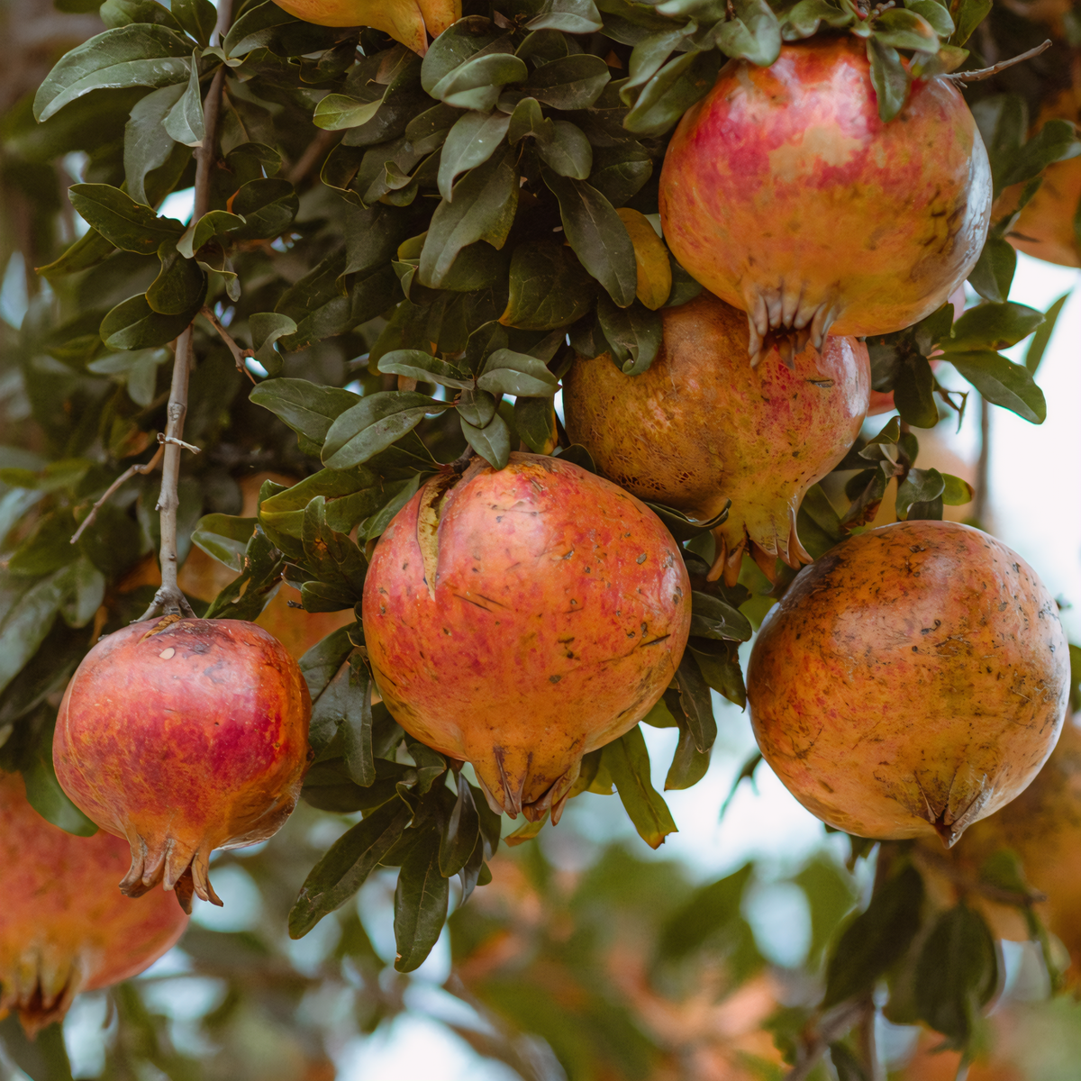 Sirenevyi Pomegranate - 1
