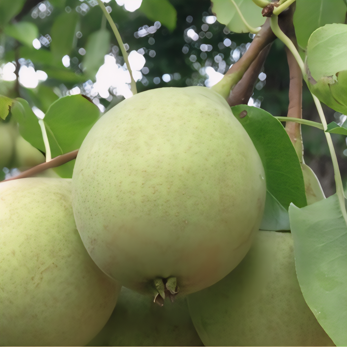 Southern Bartlett Pear Tree - 1