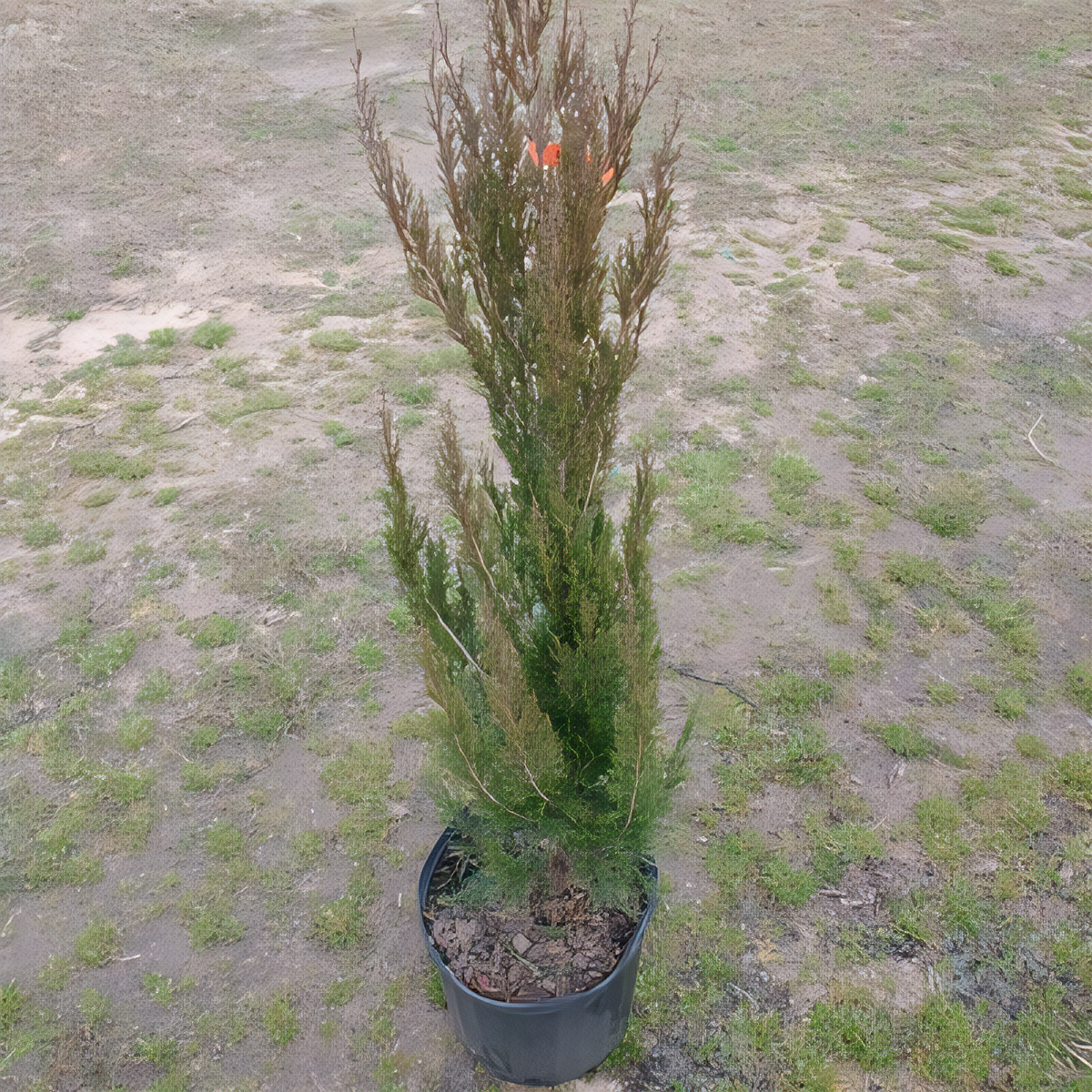 Spartan Juniper - 2