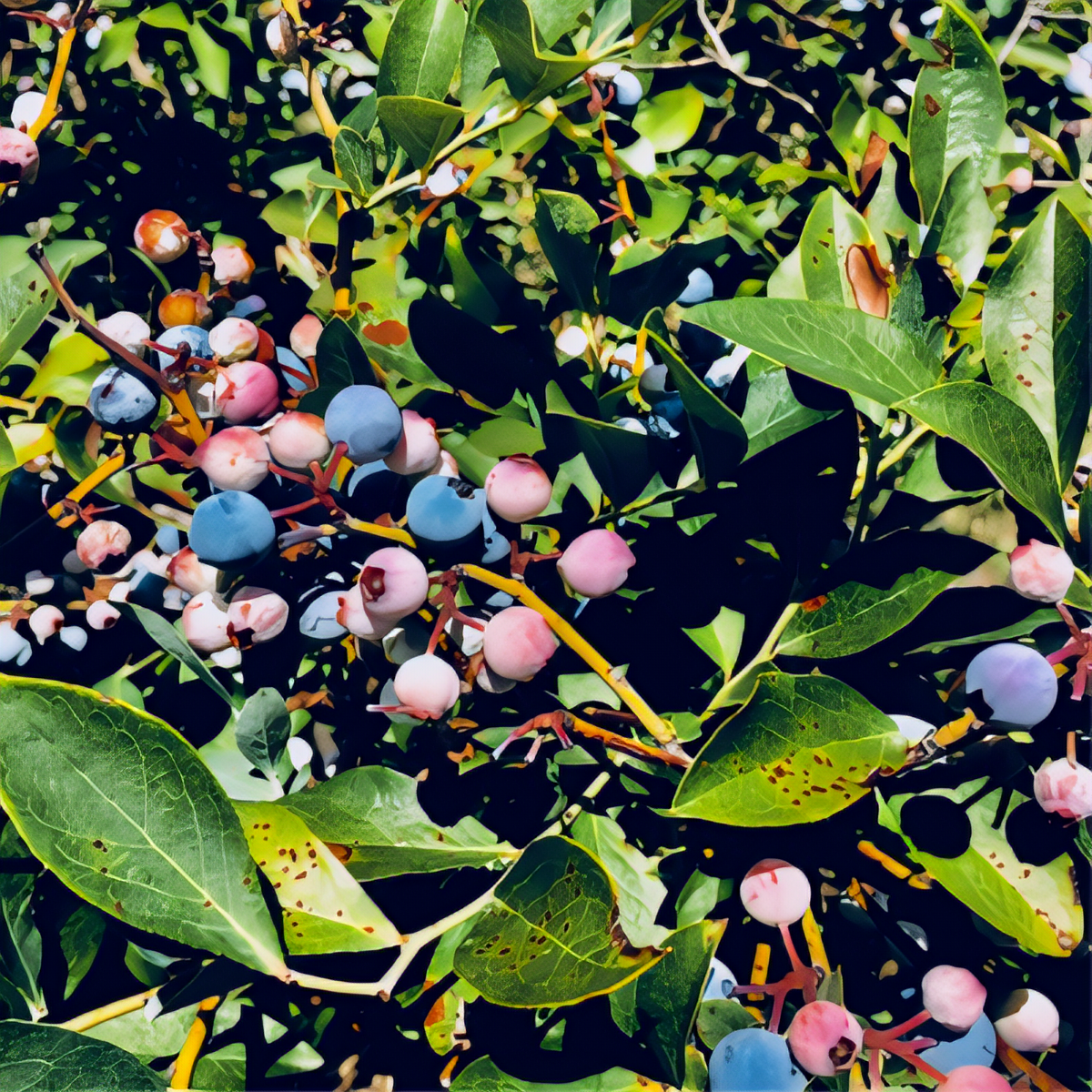 Tifblue Blueberry Plant - 1