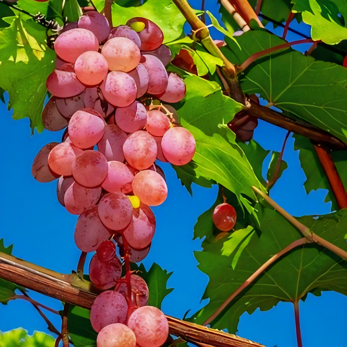 Victoria Red Grapevine - 1