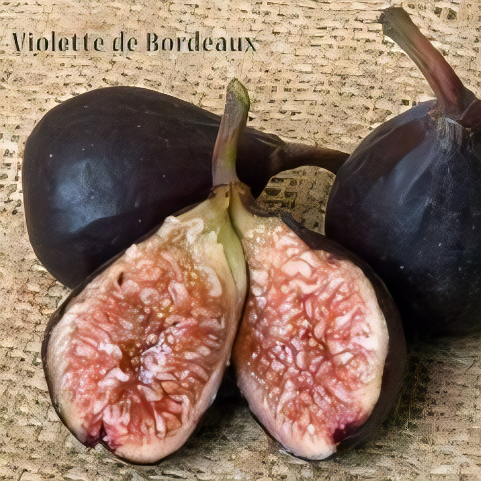 Violette de Bordeaux Fig Tree - 1