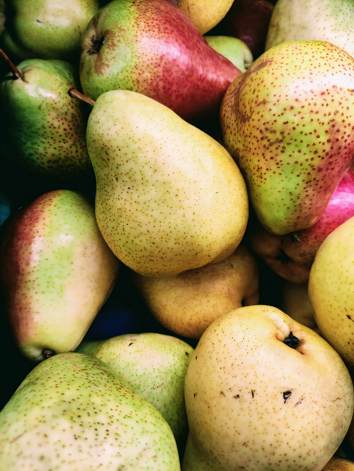Warren Pear Tree - 1