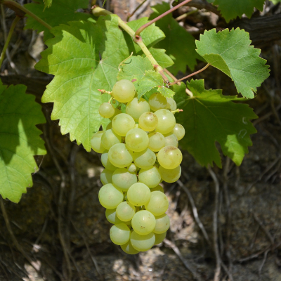 Thompson Seedless Grape Vine