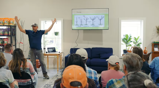 How to Prune a Young Fruit Tree