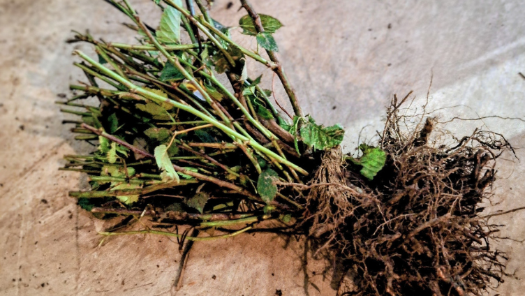 Planting Blackberries from Bare Root in Winter