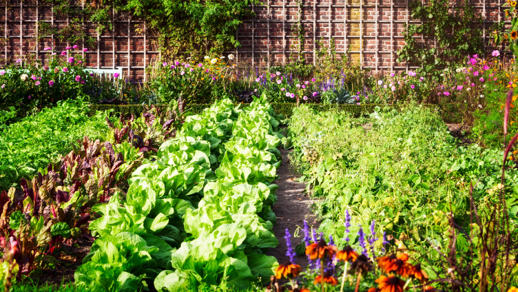 Fall Garden Guide for the South