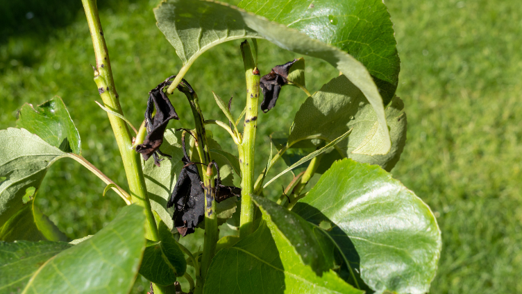 How to Deal with Fire Blight on a Fruiting Pear Tree