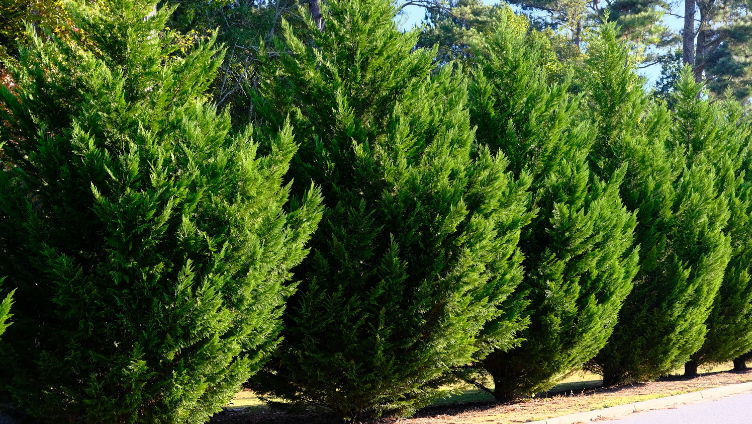 Evergreen Privacy Screens: Taylor Juniper, Leyland Cypress, Emerald Green & Green Giant Arborvitae