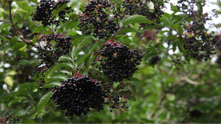 Low-Maintenance Fruiting Plants for Effortless Harvests