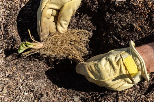 Planting Bare-Root Strawberry Plants in the Fall
