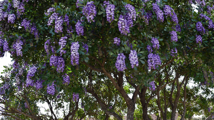 The Advantages of Cultivating Native Trees and Plants in Texas