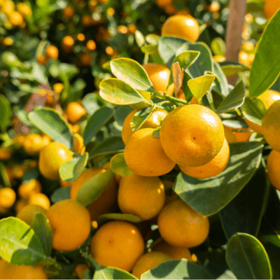 Citrus