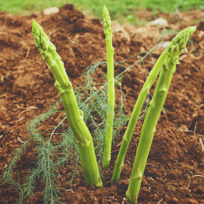 Vegetables