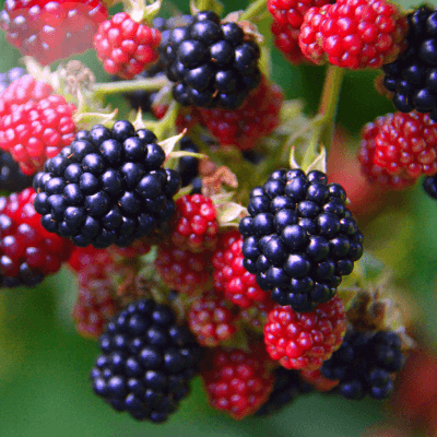 Berries