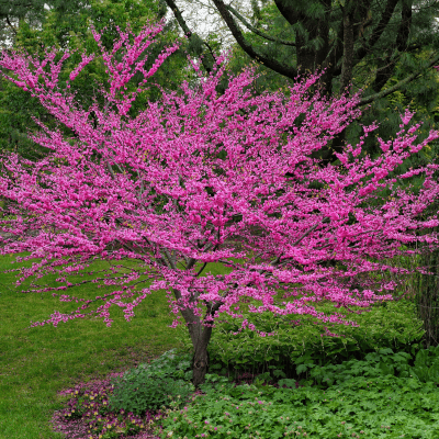 Flowering Trees