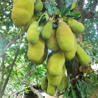 Tropicals