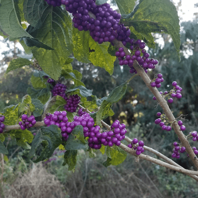 Shrubs
