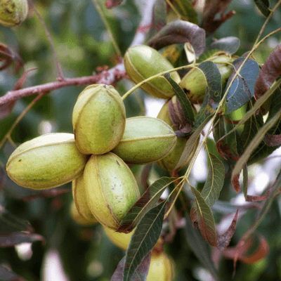 Nut Trees