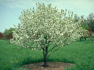 Fruit Trees