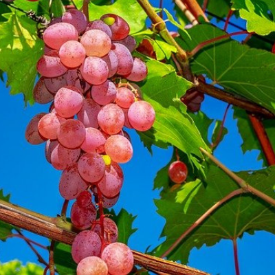 Vine Fruit