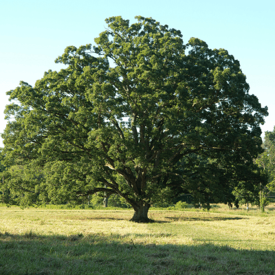 Shade Trees