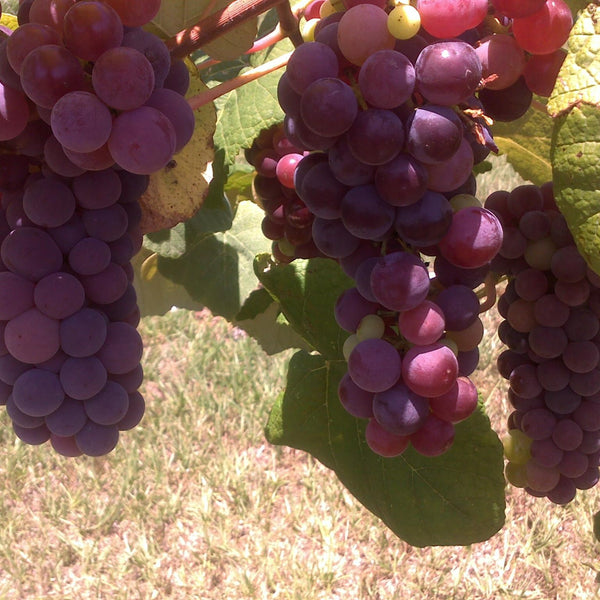 Reliance Seedless Grapevine