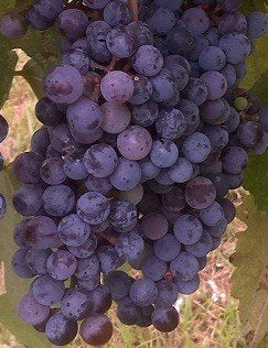 Norton (Cynthiana) Grapevine