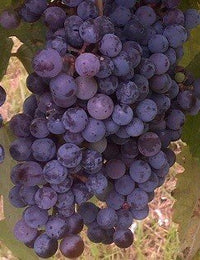 Norton (Cynthiana) Grapevine