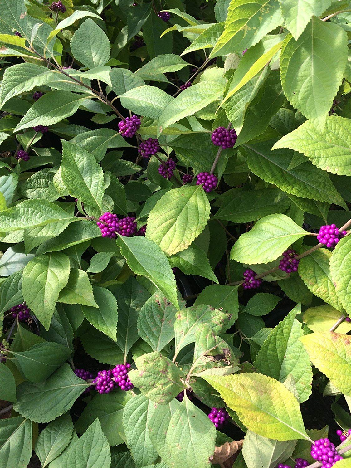 American Beautyberry