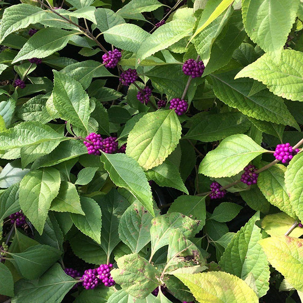 American Beautyberry
