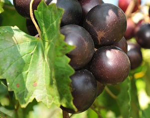 Black Fry Muscadine