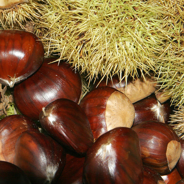 Nevada Chestnut Tree