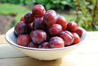 Scarlet Beauty Plum Tree