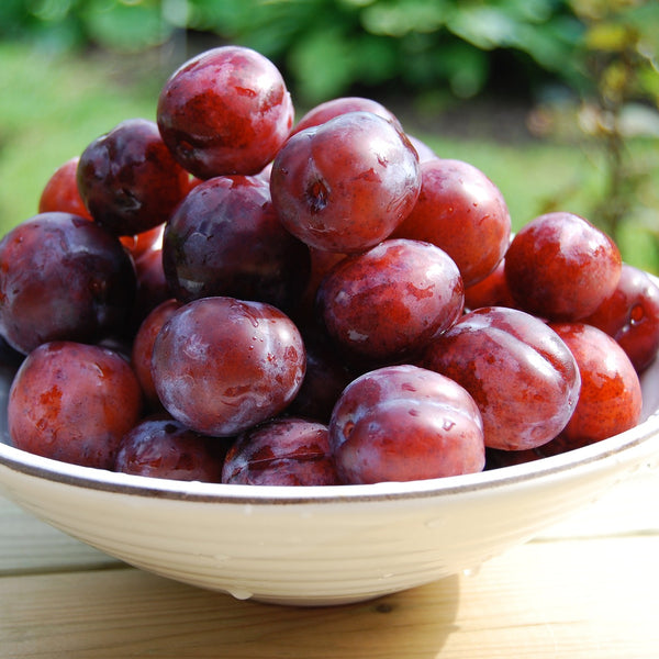 Scarlet Beauty Plum Tree
