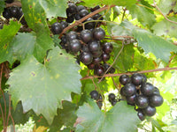 Sugargate Black Muscadine