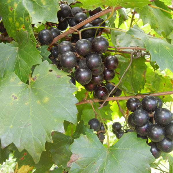 Sugargate Black Muscadine