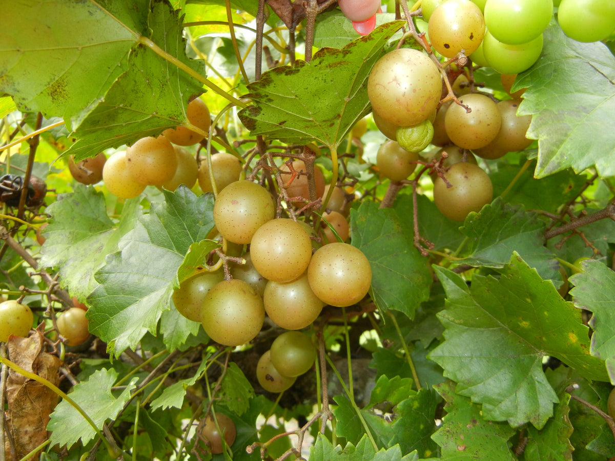 Triumph Bronze Muscadine